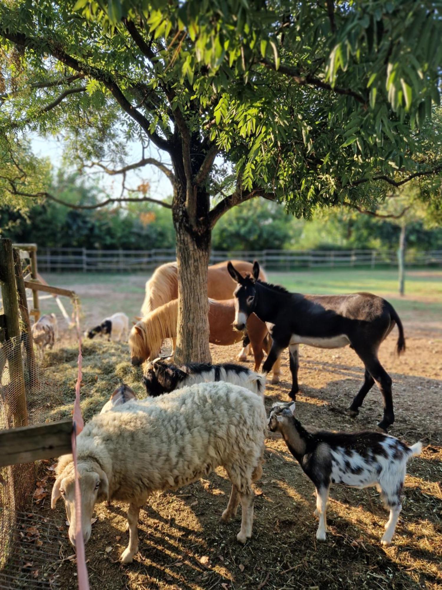 Agriturismo Corte Gaia Castiglione Delle Stiviere Bagian luar foto